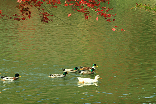b0014607_14331433.jpg