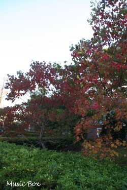 c0071221_23232533.jpg
