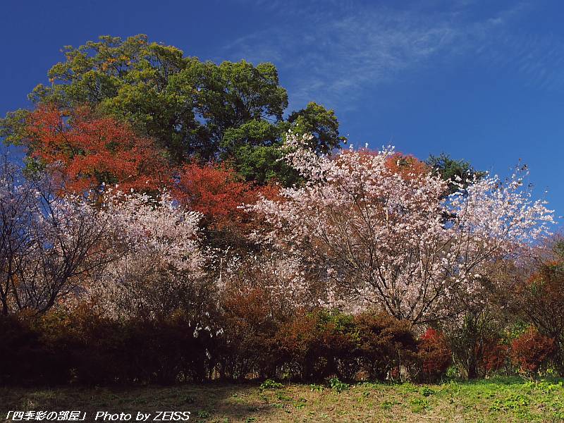 a0195032_209157.jpg