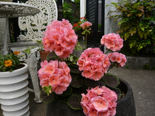 a0206332_9301272.jpg