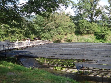 e0238838_2503723.jpg