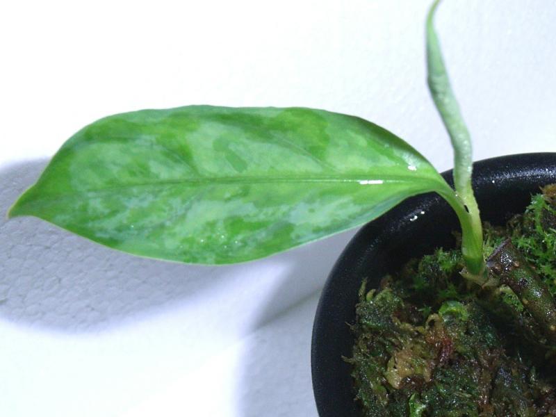 d0249970_1172456.jpg