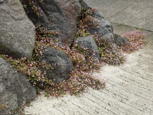 e0292172_2029078.jpg