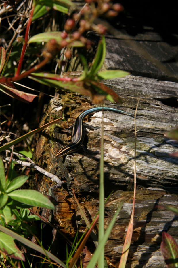 e0118274_17332943.jpg