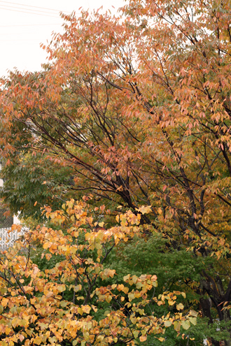 b0139477_111066.jpg