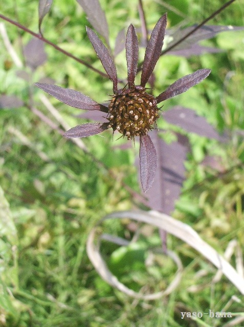 e0025300_11205682.jpg