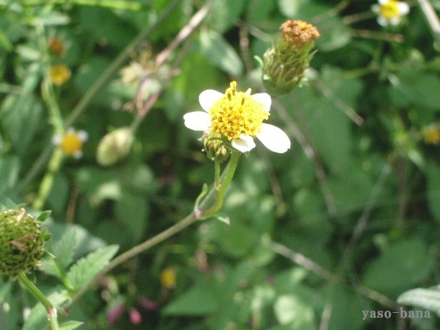 e0025300_1152525.jpg