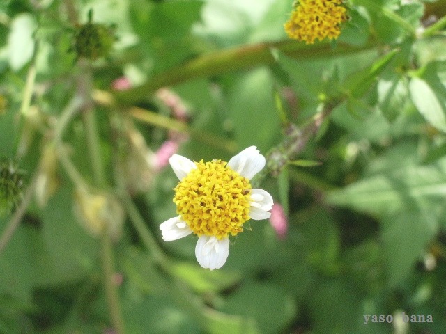 e0025300_1184740.jpg