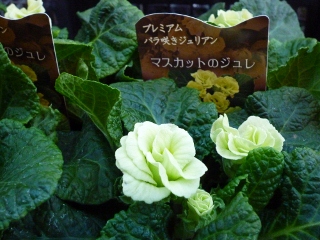 c0167112_1744116.jpg