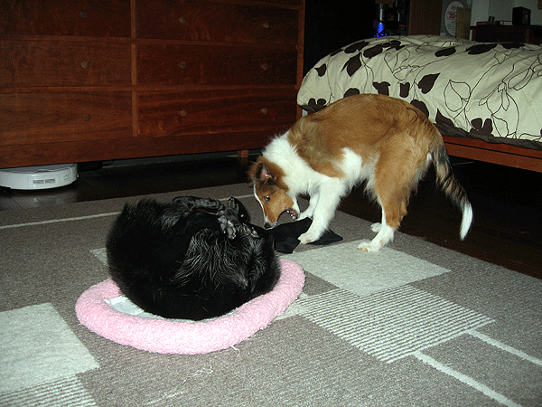 b0066826_1235266.gif