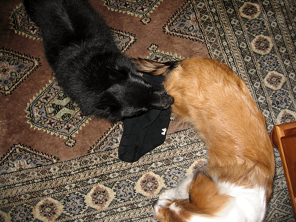 b0066826_1242556.gif