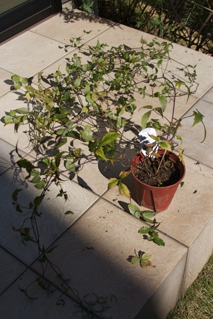 e0021328_2253925.jpg