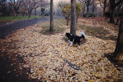 c0051132_2012325.jpg