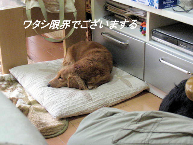 a0149240_1775628.jpg