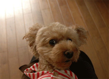 c0196673_8361452.gif