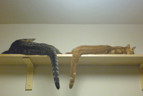 c0193788_1102031.gif