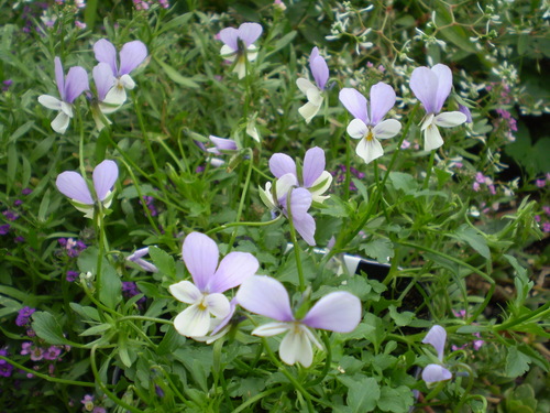 a0135990_2134653.jpg
