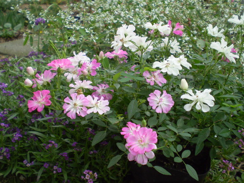 a0135990_2151040.jpg