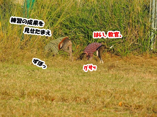 e0290901_1123947.jpg