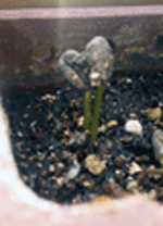 f0023713_11314835.gif