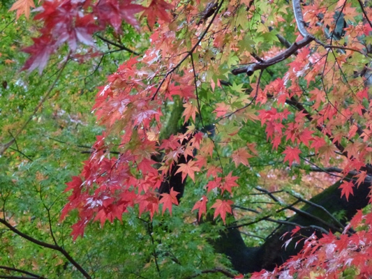 c0042418_944462.jpg