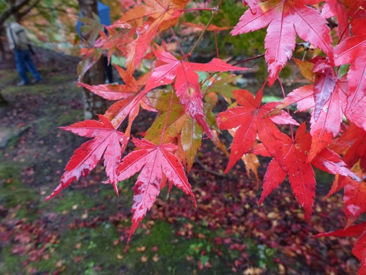c0042418_9444983.jpg