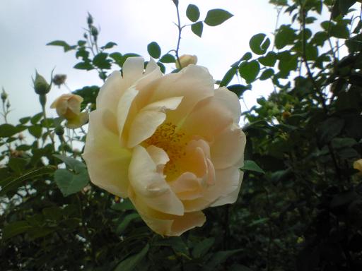 c0097620_20424872.jpg