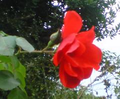 c0097620_20431849.jpg