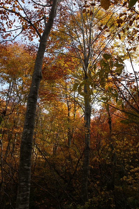 c0085028_3463080.jpg