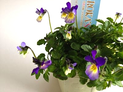 d0047840_11443431.jpg