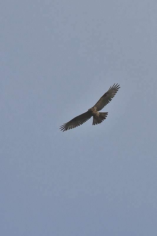 f0044056_7292320.jpg