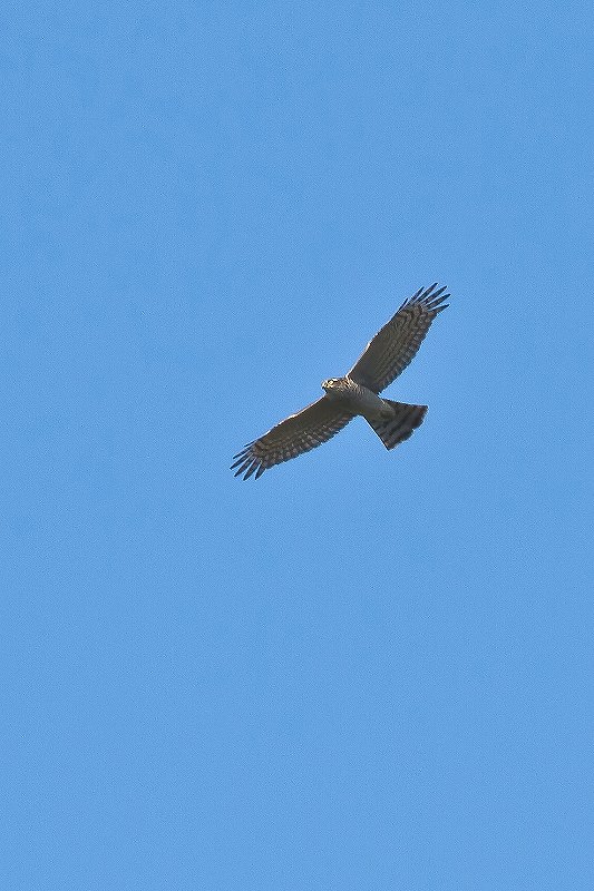 f0044056_730571.jpg