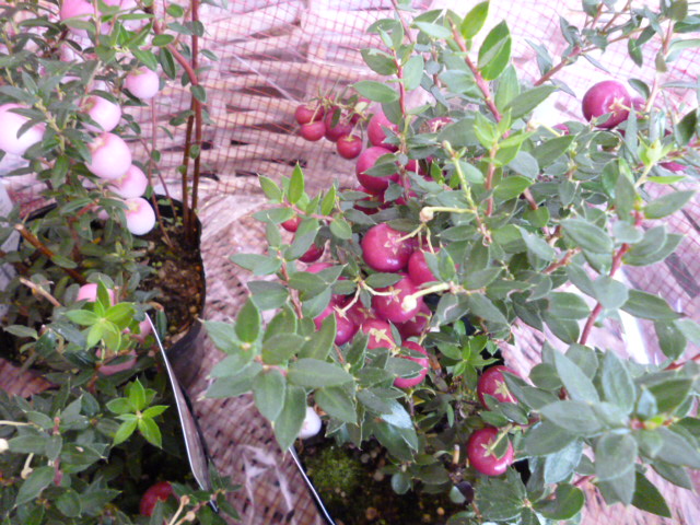 c0110568_10414550.jpg