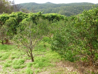 d0240983_2316262.jpg