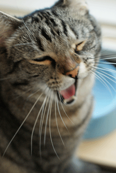 c0193788_10553284.gif