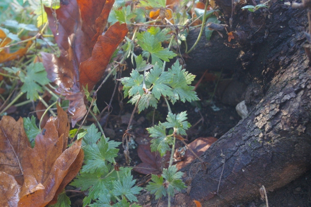 b0283192_6564939.jpg