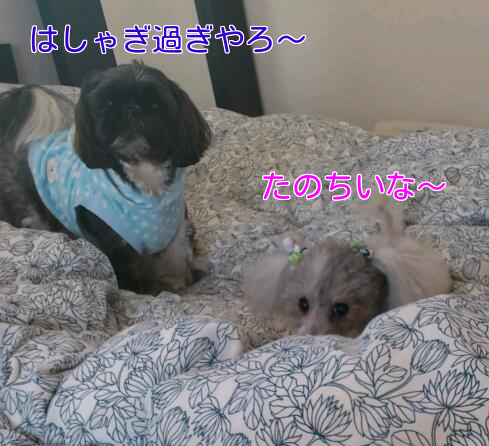 b0237894_17431738.png