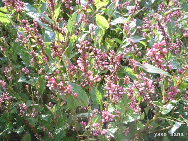 e0025300_12474442.jpg