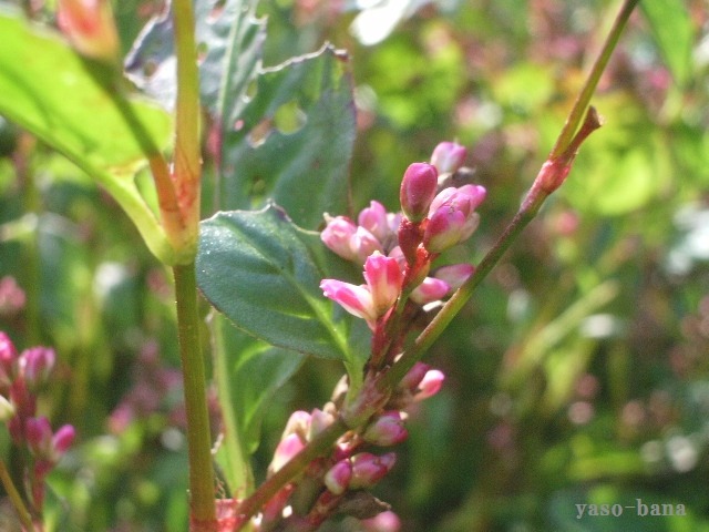 e0025300_1304965.jpg