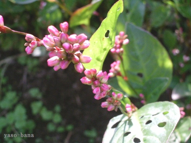 e0025300_1311052.jpg