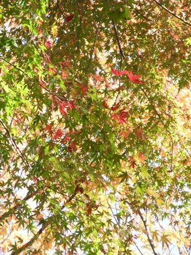 a0153515_9553562.jpg