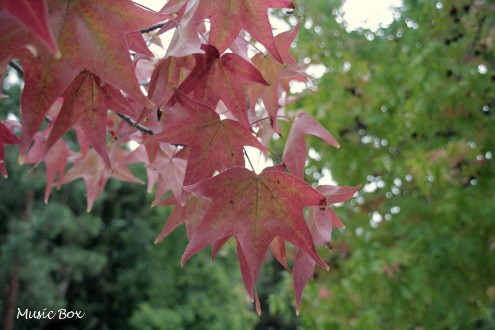 c0071221_11432778.jpg