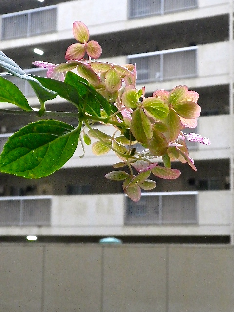 b0027736_15212776.jpg