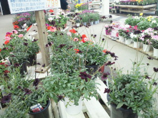 e0150849_11522579.jpg