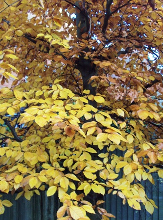 e0010856_3503668.jpg