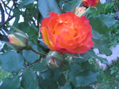 b0267163_15252087.jpg
