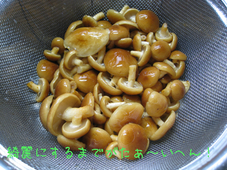 d0050871_1092314.jpg