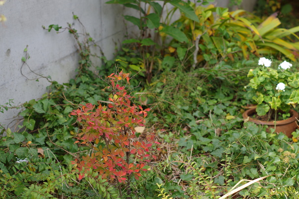 c0056707_10533467.jpg