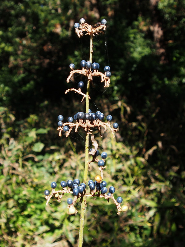 c0085622_21321035.jpg