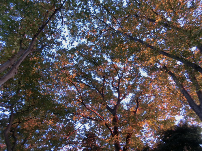 a0126632_1114139.jpg